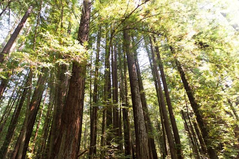 20150822_130424 D3S.jpg - Giant redwoods, Humbolt Redwood State Park,
